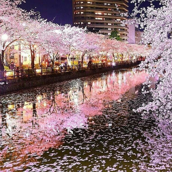 Where and when to witness the flowering of cherry trees in Japan?